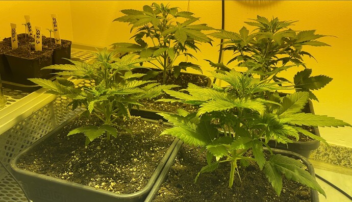 Growreport Bild 5