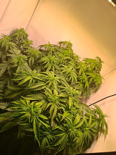 Growreport Bild 2