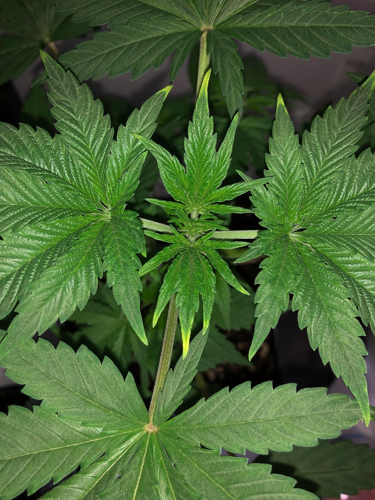 Gelbe Spitzen am Hanfblatt Anfänger Forum