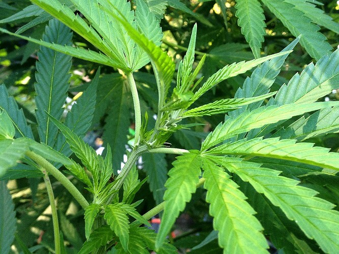 Growreport Bild 35