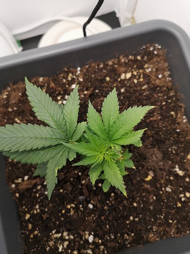 Growreport Bild 2