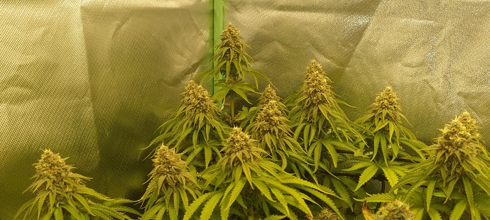 Growreport Bild 2