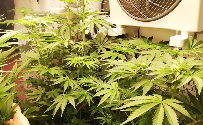 Growreport Bild 5