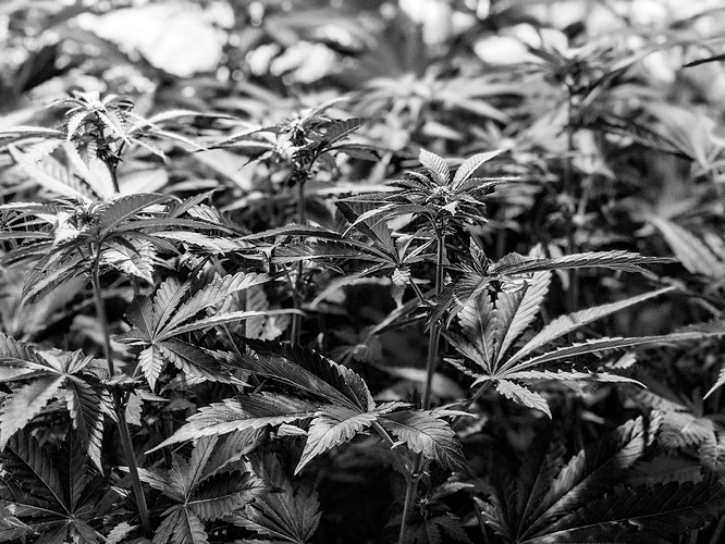 Growreport Bild 3