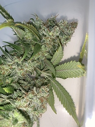Growreport Bild 1