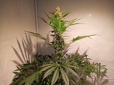 Growreport Bild 1