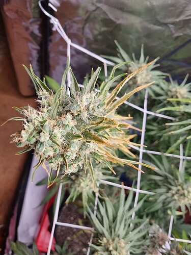 Growreport Bild 51