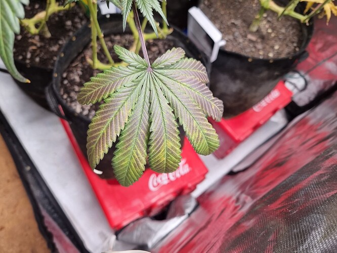 Growreport Bild 15