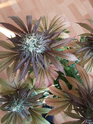 Growreport Bild 1