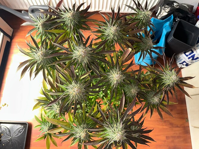 Growreport Bild 4