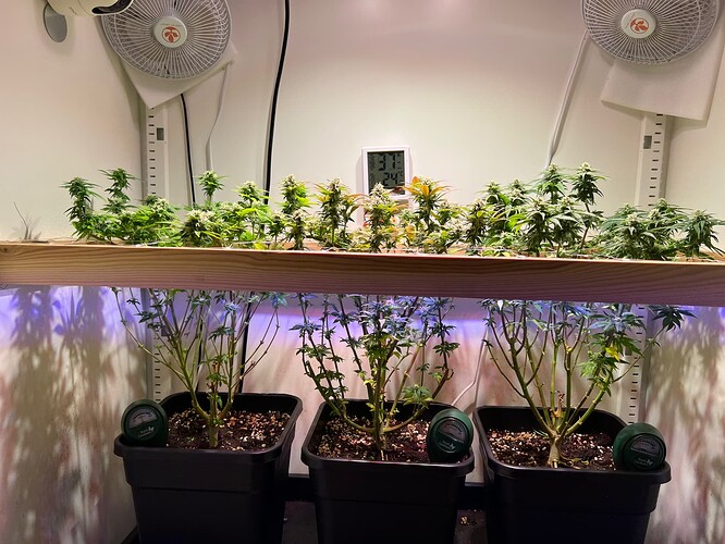 Growreport Bild 4