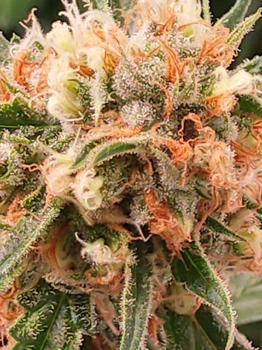 Growreport Bild 13
