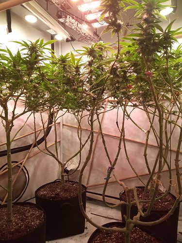 Growreport Bild 75