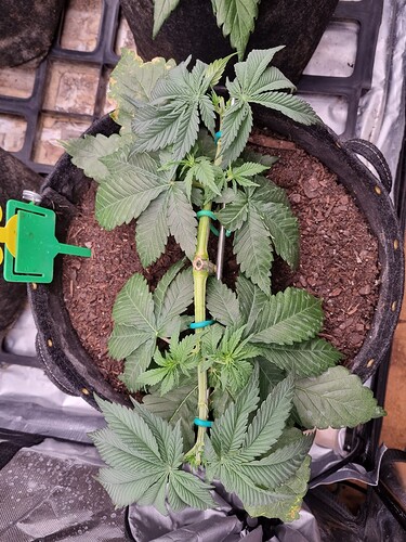 Growreport Bild 13