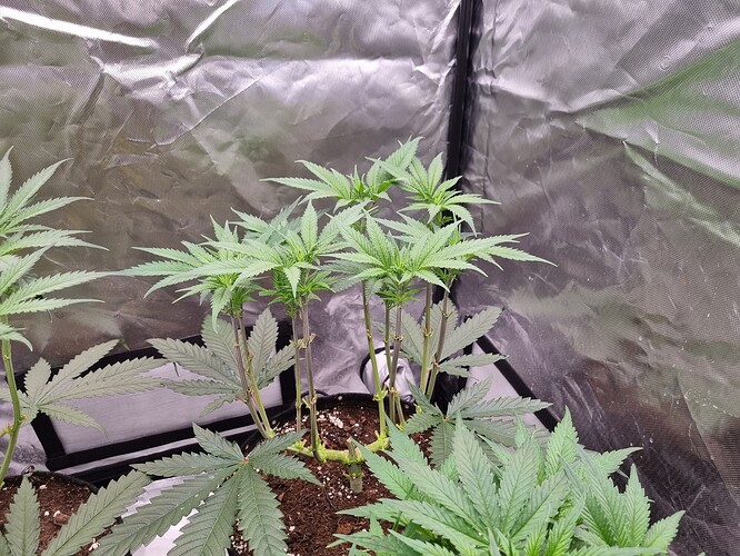 Growreport Bild 32