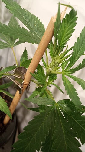 Growreport Bild 36