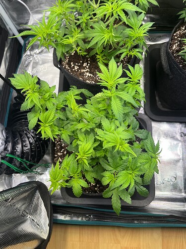 Growreport Bild 4