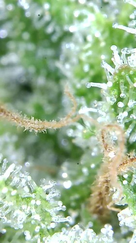 Growreport Bild 58