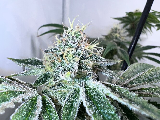 Growreport Bild 6