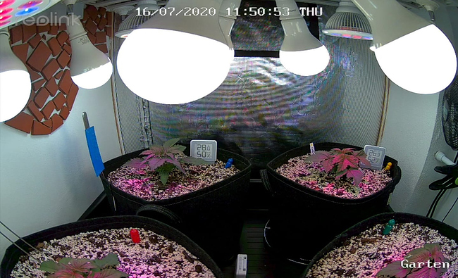 Growreport Bild 6