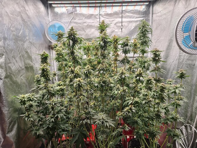 Growreport Bild 27