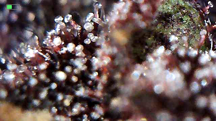 Growreport Bild 7