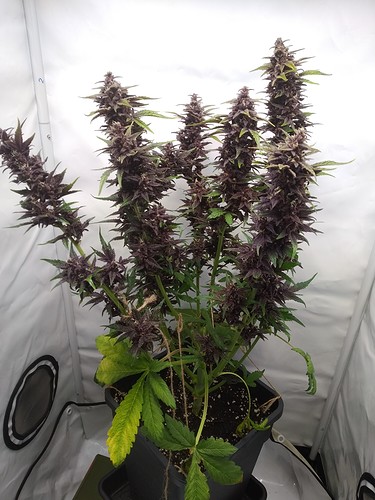 Growreport Bild 5