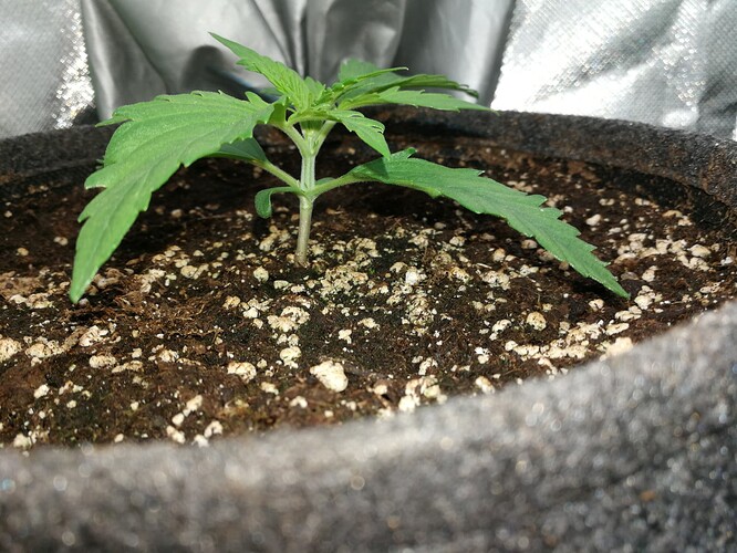 Growreport Bild 133