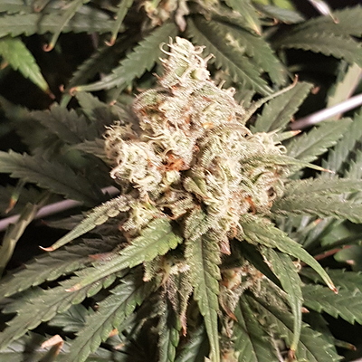 Growreport Bild 17