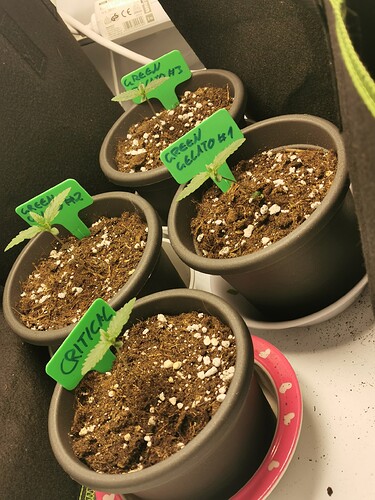 Growreport Bild 3