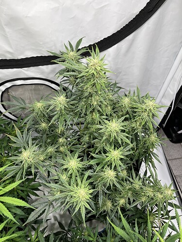 Growreport Bild 8