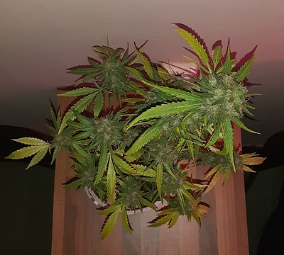 Growreport Bild 5
