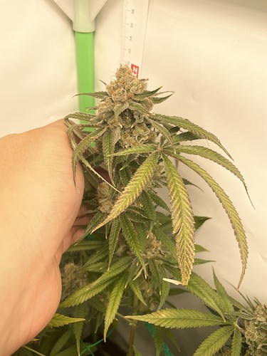 Growreport Bild 23