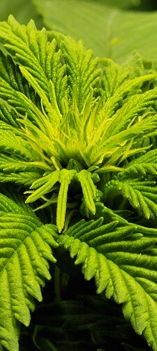 Growreport Bild 3