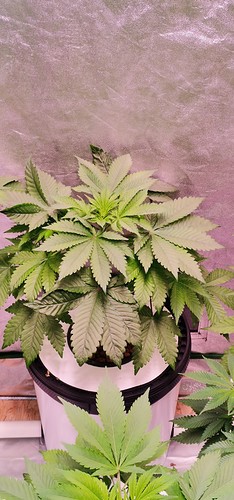 Growreport Bild 13