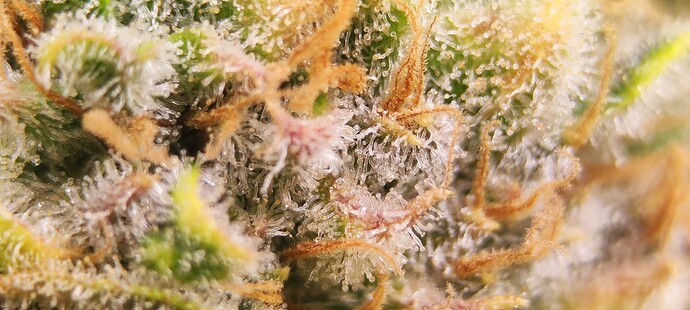 Growreport Bild 5