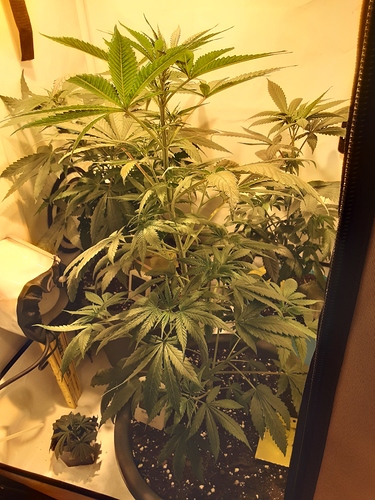 Growreport Bild 2