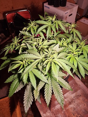Growreport Bild 55