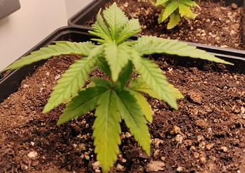 Growreport Bild 13