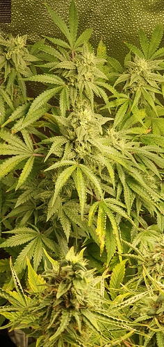 Growreport Bild 5