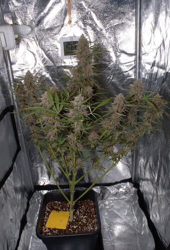 Growreport Bild 9