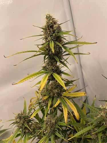Growreport Bild 12