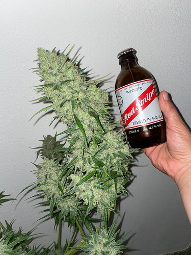 Growreport Bild 21