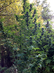 Growreport Bild 9