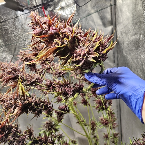 Growreport Bild 3