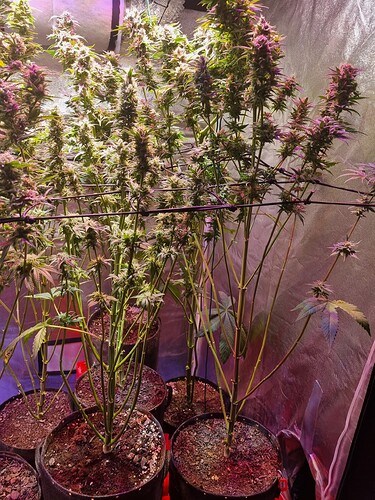 Growreport Bild 5
