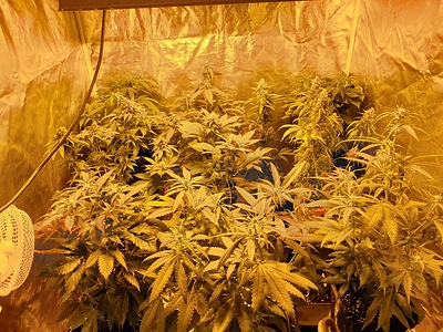 Growreport Bild 1