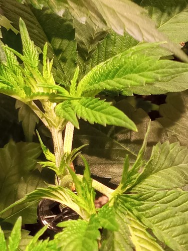 Growreport Bild 20