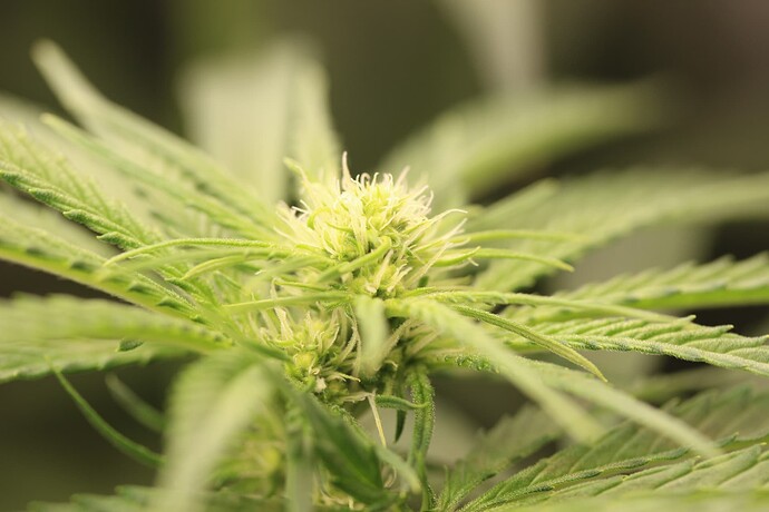 Growreport Bild 5