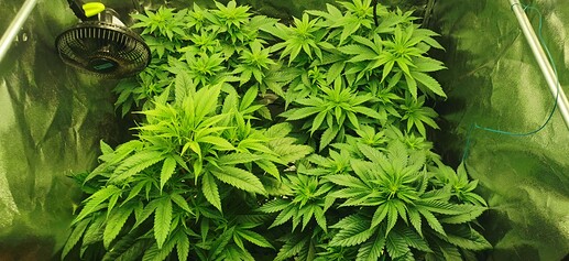 Growreport Bild 20